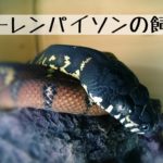 【ベーレンパイソン（ベーレンニシキヘビ）の飼育】最高峰のニシキヘビについて飼い方とその生態を徹底解説