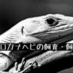 【ガストロカナヘビ（ミドリガストロカナヘビ）の飼育・飼育環境】