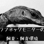 【ラフネックモニター】プテラノドンのようなトカゲの生態と飼い方