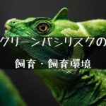 緑の美しいトカゲ【グリーンバシリスクの飼育について】