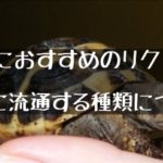 【ペットにおすすめのリクガメと日本に流通する種類について】