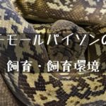 【チモールパイソン】希少なヘビの飼い方とその生態について