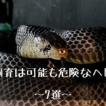 【毒蛇以外で飼育は可能だが危険なヘビ(蛇)～7選～嚙まれたら？】