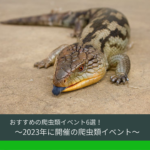 【おすすめの爬虫類イベント －6選－】－2023年に開催の爬虫類イベント－