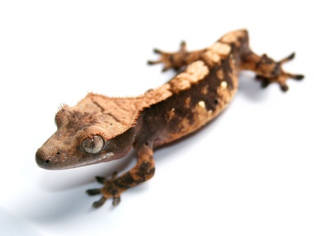 Tailless_Crested_Gecko
