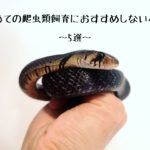 【初めての爬虫類飼育におすすめしないヘビ～5選～】