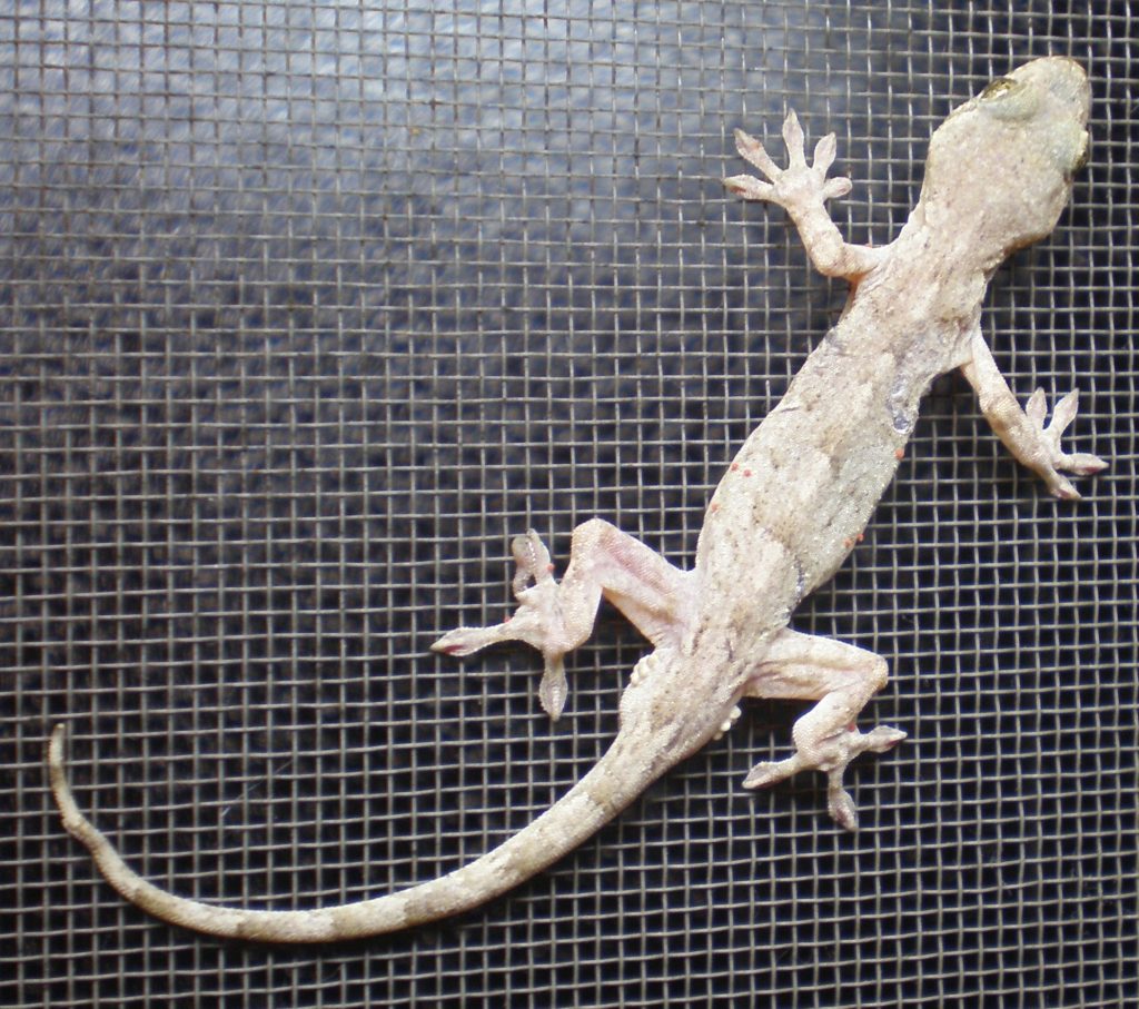 【ヒルヤモリの飼育】樹上棲ヤモリの飼い方について | 【51Base】