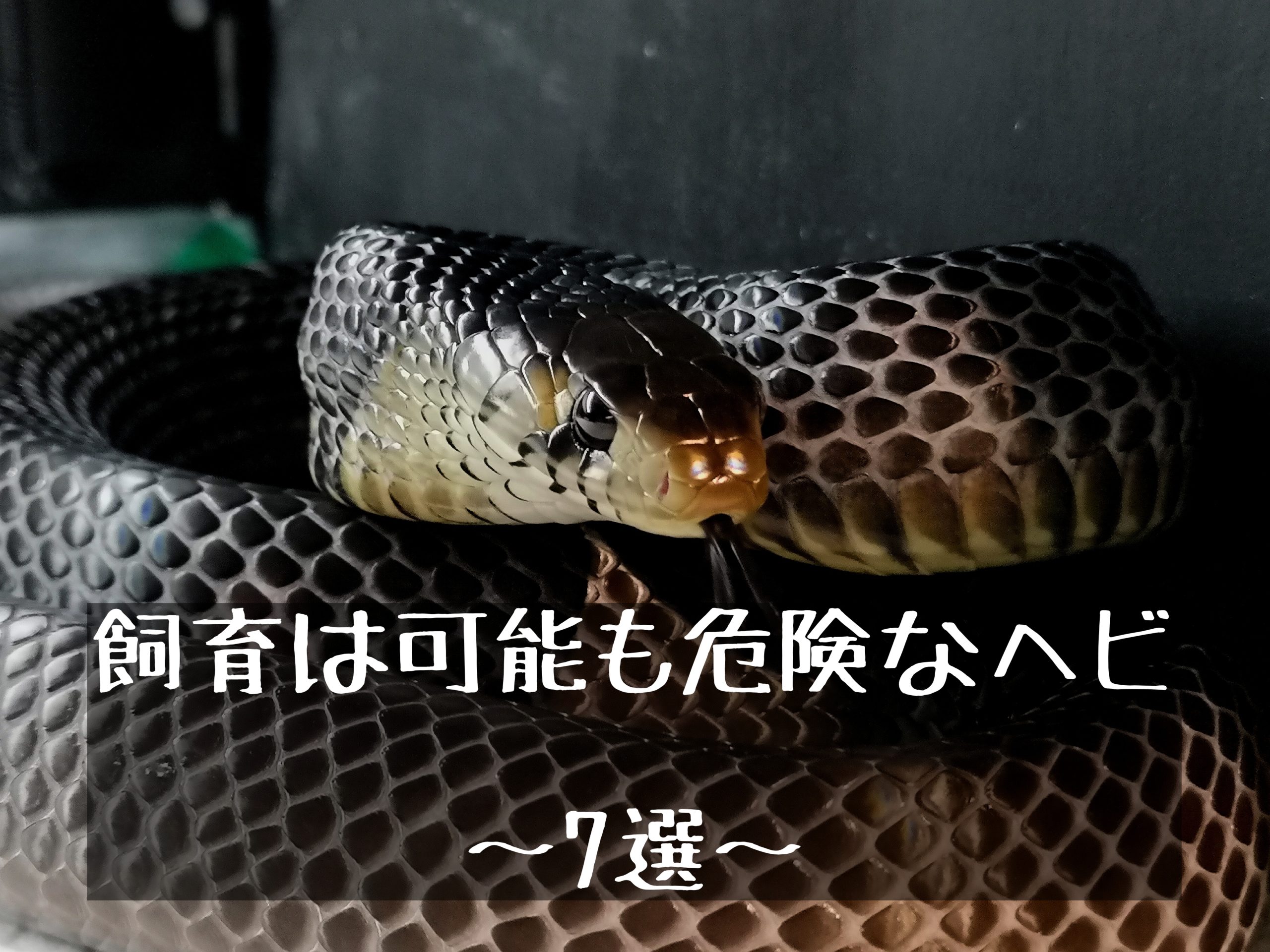 毒蛇以外で飼育は可能だが危険なヘビ 蛇 7選 51base