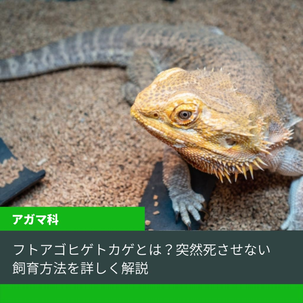 フトアゴヒゲトカゲとは 突然死させない飼育方法を詳しく解説 51base