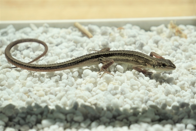 カナヘビが死んだ原因は日光浴 日光浴の効果と注意点について解説 51base
