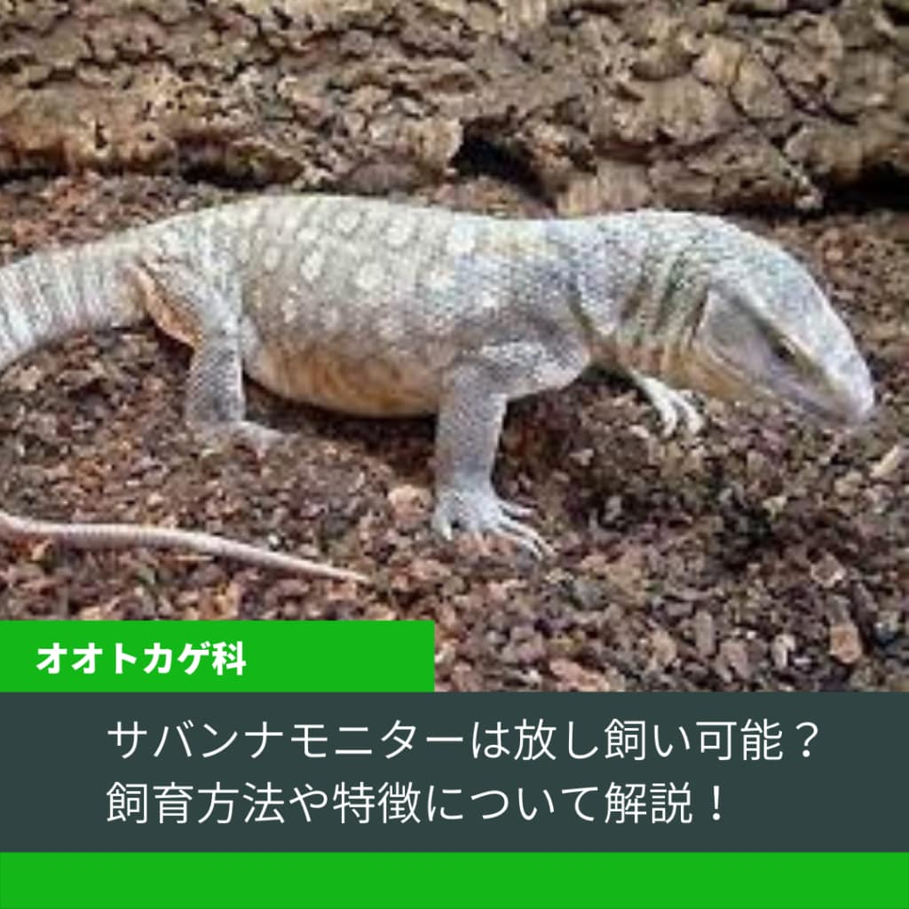 サバンナモニターは放し飼い可能 飼育方法や特徴について解説 51base