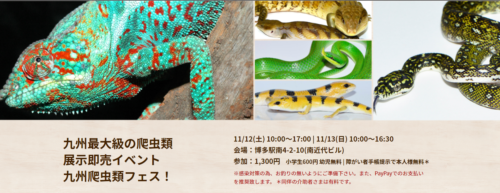 おすすめの爬虫類イベント 6選 23年に開催の爬虫類イベント 予定 51base