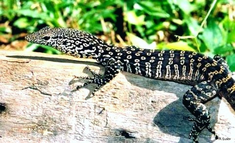 Mashi Insect 【ドワーフモニターの飼育・飼育環境】~チモール・ピーコック・シミリスモニター etc~ | 【51Base】