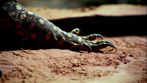547477305-perentie-claw-animal-outback-sand